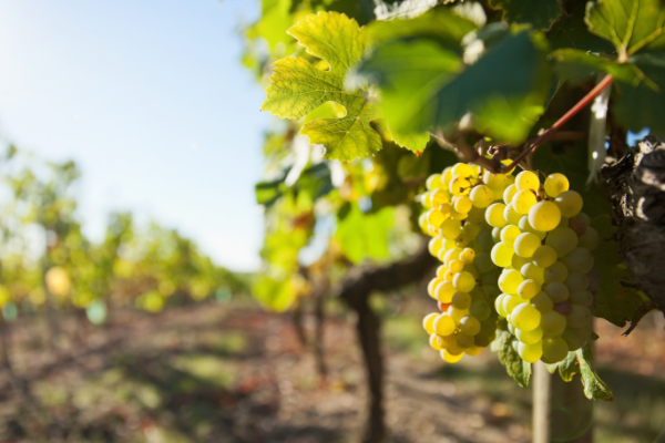 Popular White Spanish Grape Varieties